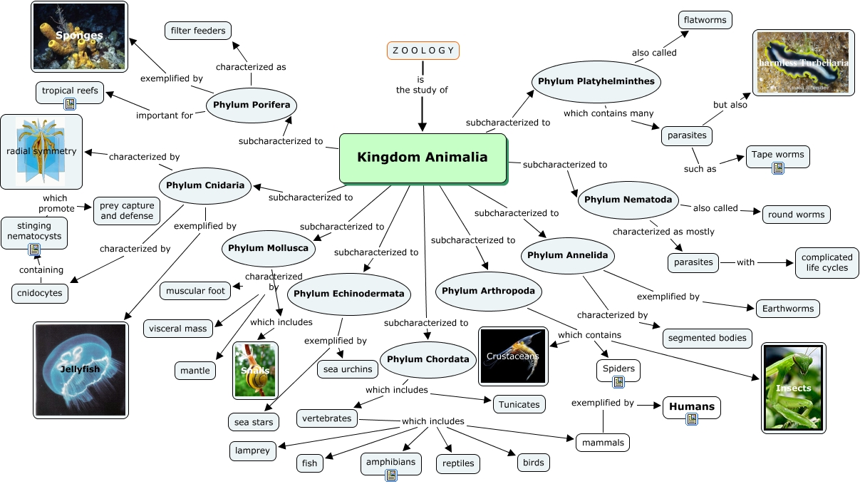 Kingdom Animalia Characteristics Chart