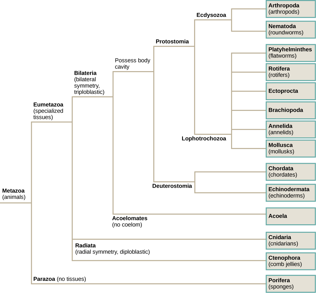 Kingdom Chart Biology