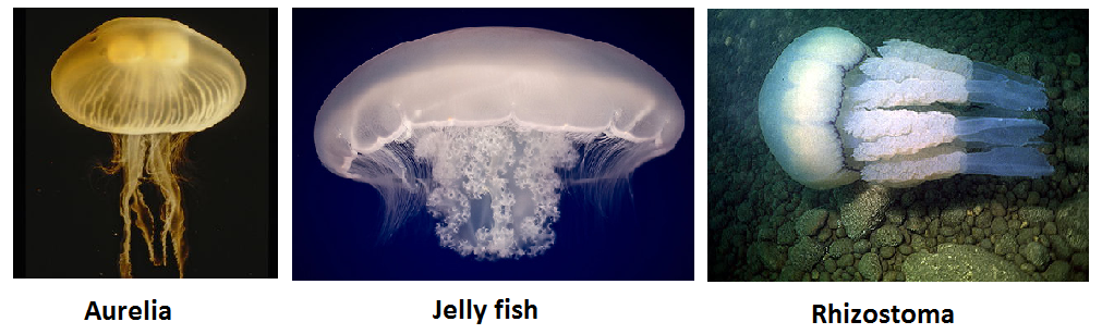Coelenterata is all about beauty of nature Let s Coelenterata is all about beauty of nature Let s