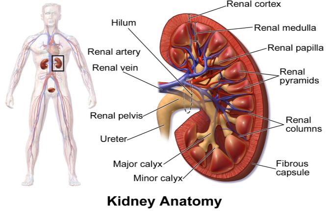 How Often Do Kidneys Filter Blood